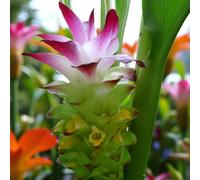 Carbeth Plants Curcuma Longa 5 X Bare Root - Tropical Foliage With Pink Bracts