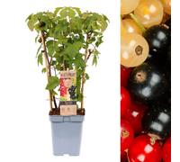 Carbeth Plants Currant Ribes Fruit Plant Trio In 5L Pot - Three Fruit Bushes Growing In One Pot - Red, White & Black - Tasty Summer Fruit