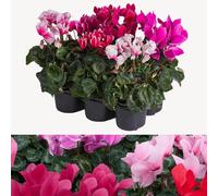 Carbeth Plants Cyclamen 6 Plants in 9cm Pots - Mixed Ready to Plant Autumn & Winter Flowering Potted Perennials - Instant Colour Compact Garden Shrub