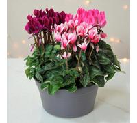 Carbeth Plants Cyclamen Carnaval Trio Indoor Plant In 19Cm Bowl Pot - Colourful Mixed Flowering Houseplant Living Festive Arrangement Gift