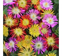 Carbeth Plants Delosperma Ice Plant Mix - 1 X 6 Pack Hardy Succulent Drought Tolerant Ground Cover Perennials For Borders, Rockeries & Containers