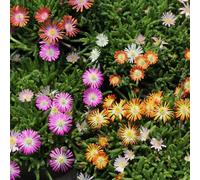 Carbeth Plants Delosperma Ice Plant Mix - 2 X 6 Pack Hardy Succulent Drought Tolerant Ground Cover Perennials For Borders, Rockeries & Containers