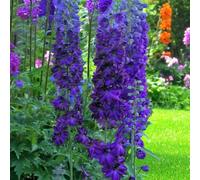 Carbeth Plants Delphinium Dark Blue Black Bee Plant 2 X 9Cm Pot - Tall Hardy Perennial