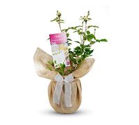 Carbeth Plants Diamond Wedding Gift Wrapped Anniversary Rose Bush in 3L Pot