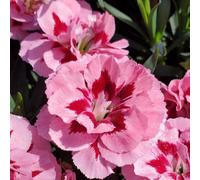 Carbeth Plants Dianthus Caryophyllus Oscar Carnation Pink & Purple 6 Pack