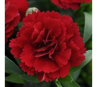Carbeth Plants Dianthus Caryophyllus Oscar Carnation Red 6 Pack
