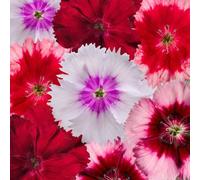 Carbeth Plants Dianthus Sweet William Mixed Bedding Plants 1 X 6 Pack - Garden Ready Blooms For Borders, Containers & Cottage Gardens