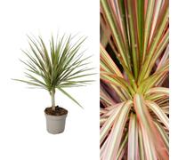 Carbeth Plants Dracaena Marginata 'bicolour' In 11Cm Pot - Indoor Plant - Easy To Maintain