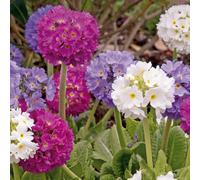 Carbeth Plants Drumstick Primula Mixed Plant 2 X 1L Pot - Primula Denticulata Spring Flowering Herbaceous Perennial - Ideal For Beds & Borders