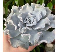 Carbeth Plants Echeveria Crispate Beauty Indoor Plant 2 X 13Cm Pot - Decorative Ruffled Grey Green Succulent - Low Maintenance Potted Houseplant