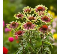 Carbeth Plants Echinacea Green Twister Bare Root - Green And Pink Daisy-Like Blooms