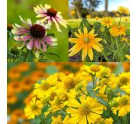 Carbeth Plants Echinacea Green Twister, Rudbeckia Prairie Sun & Helenium Sombrero 6 X Bare Root Mix