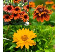 Carbeth Plants Echinacea Orange Passion, Rudbeckia Cherokee Sunset & Heliopsis Scabra 3 X Bare Root Mix