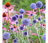 Carbeth Plants Echinops Ritro In 1L Pot - Small Globe Thistle - Herbaceous Perennial - Ready To Plant - Ideal For Beds And Borders