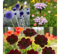 Carbeth Plants Echinops Ritro, Phlomis Tuberosa & Cosmos Atrosanguineus 6 X Bare Root Mix