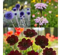 Carbeth Plants Echinops Ritro, Phlomis Tuberosa & Cosmos Atrosanguineus 9 X Bare Root Mix
