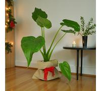 Carbeth Plants Elephant Ear Gift Wrapped - Lush Alocasia Indoor Tropical Houseplant Gift