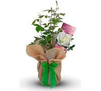 Carbeth Plants Emerald Wedding Rose Bush 55Th Emerald Anniversary Rose, Gift Wrapped