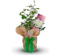 Carbeth Plants Emerald Wedding Wrapped Rose Bush in 3L Pot