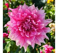 Carbeth Plants Emory Paul Dahlia 10 X Summer Bulbs - Bright Seasonal Plants For Borders & Pots