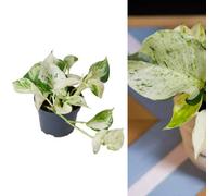Carbeth Plants Epipremnum 'happy Leaf' Manjula Pothos - Unusual Variety In 12Cm Pot