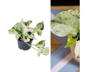 Carbeth Plants Epipremnum 'happy Leaf' Manjula Pothos - Unusual Variety In 12Cm Pot