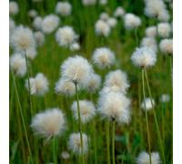 Carbeth Plants Eriophorum Angustifolium - Pond Plant In 9Cm Pot - Cotton Grass Marginal Plant