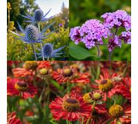 Carbeth Plants Eryngium Blue Star, Verbena Bonariensis & Helenium Ranchara 6 X Bare Root Mix