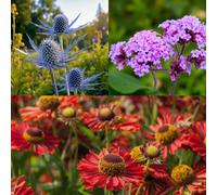 Carbeth Plants Eryngium Blue Star, Verbena Bonariensis & Helenium Ranchara 9 X Bare Root Mix