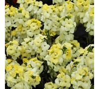 Carbeth Plants Erysimum Wallflower F1 Sugar Rush Primrose 6 Pack X2