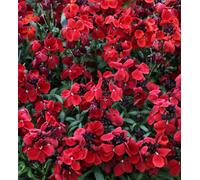 Carbeth Plants Erysimum Wallflower F1 Sugar Rush Red 6 Pack X1