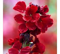 Carbeth Plants Erysimum Wallflower Tall Blood Red 6 Pack X1