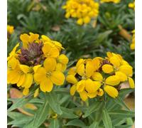 Carbeth Plants Erysimum Yellow Bird In 13Cm Pot - Spring Flowering Alpine Wallflower