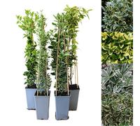 Carbeth Plants Euonymus 2 Litre Plant Mix - Japanese Spindle Tree - 50-55Cm In Height Inc. Pot - Mixed Varieties - Evergreen Shrubs