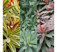 Carbeth Plants Euphorbia 3 Plant Collection In 9Cm Pots - Herbaceous Perennials - Mixed Colours
