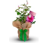 Carbeth Plants Fantastic At 50 Rose Bush Gift Wrapped - 50Th Birthday Plant Gift