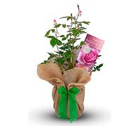 Carbeth Plants 'Fantastic at 65' Rose Gift Wrapped in 3L Pot