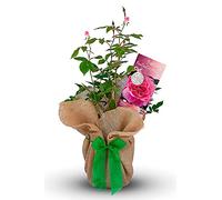Carbeth Plants Fantastic at 80 Pink Rose Bush Gift Wrapped Plant in 3L Pot