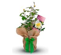 Carbeth Plants Fantastic at 90 Gift Wrapped Rose Bush - Gorgeous Rose with Bow for 90th Birthday - Ideal for the garden, gifting and plant lovers