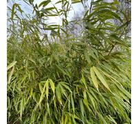 Carbeth Plants Fargesia Robusta Formidable 14Cm Pot - Non-Spreading Hardy Dwarf Evergreen Fountain Bamboo For Pots, Screening & Small Uk Gardens