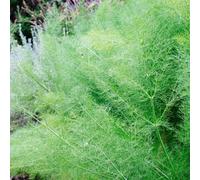 Carbeth Plants Fennel Plant In 13Cm Pot - Foeniculum Vulgare For Culinary Use