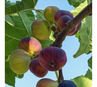 Carbeth Plants Ficus Carica Brown Turkey - Fig Tree In A 2Litre Pot Ready To Plant
