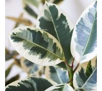 Carbeth Plants Ficus Elastica Tineke In 12Cm Pot - Variegated Rubber Plant For Home Or Office