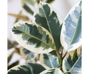 Carbeth Plants Ficus Elastica Tineke In 12Cm Pot - Variegated Rubber Plant For Home Or Office
