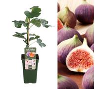 Carbeth Plants Ficus Gustissimo Perretta - Rare Fig Tree In 13Cm Pot - Ideal For Uk Climate