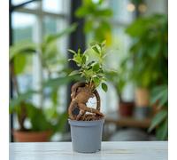 Carbeth Plants Ficus Retusa Banyan Tree 1 X 6Cm Pot - Mini Indoor Bonsai Tree With Glossy Foliage - Easy Care Evergreen Air Purifying Houseplant