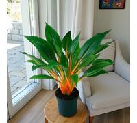 Carbeth Plants Fire Flash Orange Spider Plant In 12Cm Pot - Chlorophytum Orchidastrum - Exotic Houseplant With Vibrant Tropical Stems