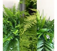 Carbeth Plants Foliage Plant Mix - Boston Fern, Parlour Palm And Asparagus Fern