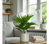 Carbeth Plants Footstool Palm In 12Cm Pot - Easy Care Tropical Houseplant For Home & Office