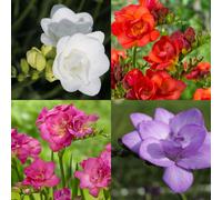Carbeth Plants Freesia Double Mutli Mix 10 X Summer Bulbs - Summer Flowering Perennials